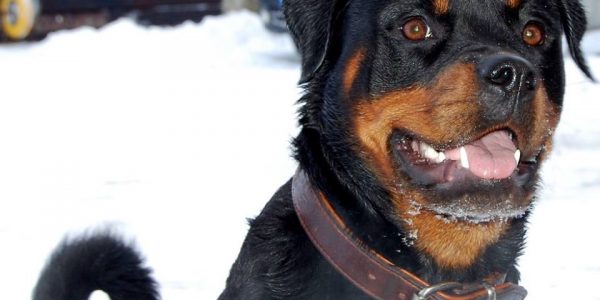 Bonnie von der Fuchsfarm im Schnee